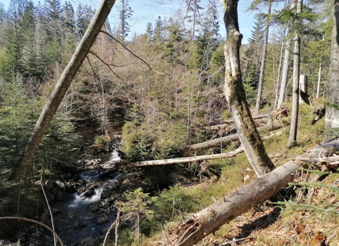 Ferienwohnungen Haus Daxberg Idyllisch gelegen im Bayerischen Wald Eppenschlag Exterior foto